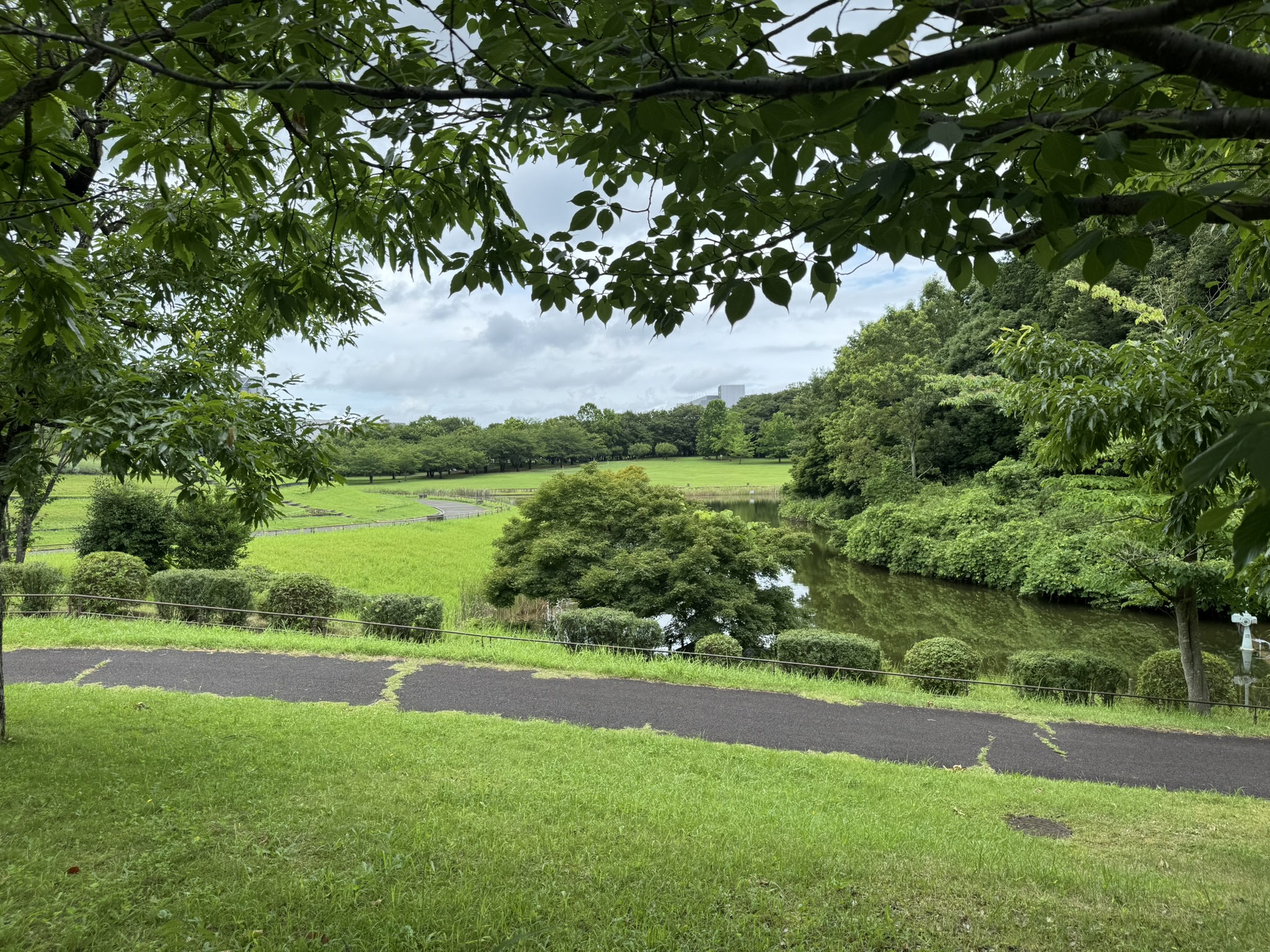 北総花の丘公園的修景池边